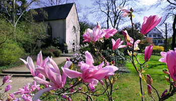 Adenauerpark Speyer: Gotische Kapelle mit Magnolien | © Klaus Landry Ein Park mit einer gotischen Kapelle im Frühling, Magnolienblüten im Vordergrund | © Klaus Landry
